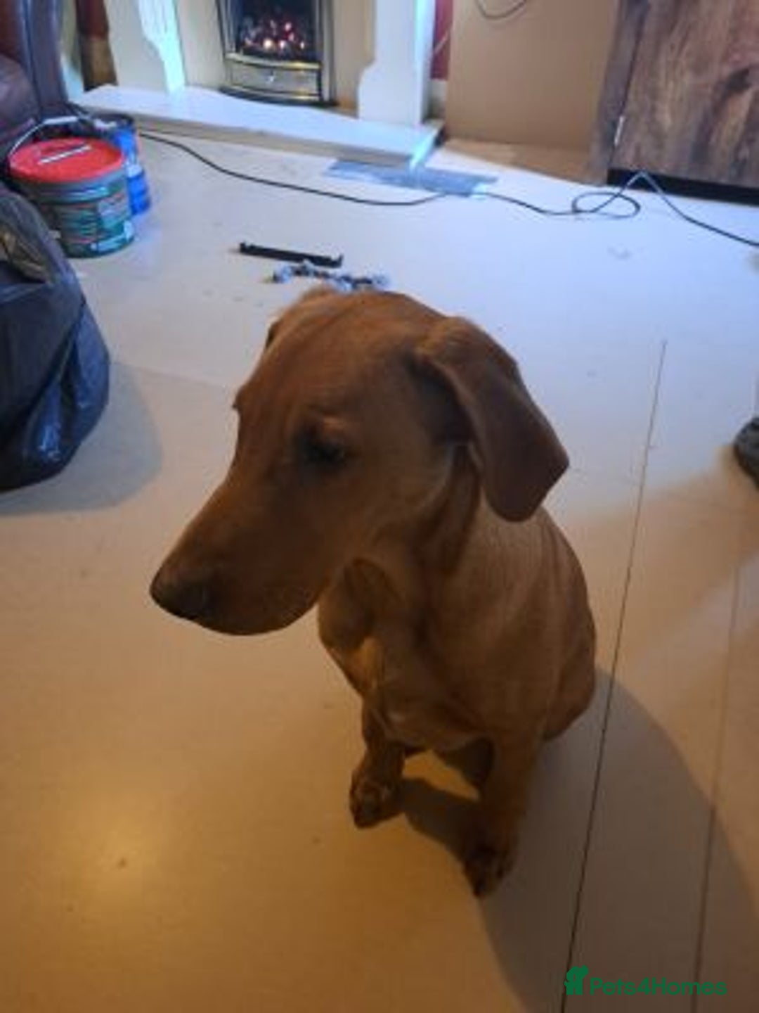 Labrador Retriever dogs for sale: charming labrador retriever boy - Advert 2