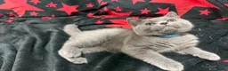 British Shorthair cats for sale: 🩵Fluffy British Shorthair🩵BOY - Advert 4