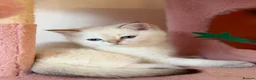 British Shorthair cats for sale: Looking for a new home!!!! Ready to collect  - Advert 15