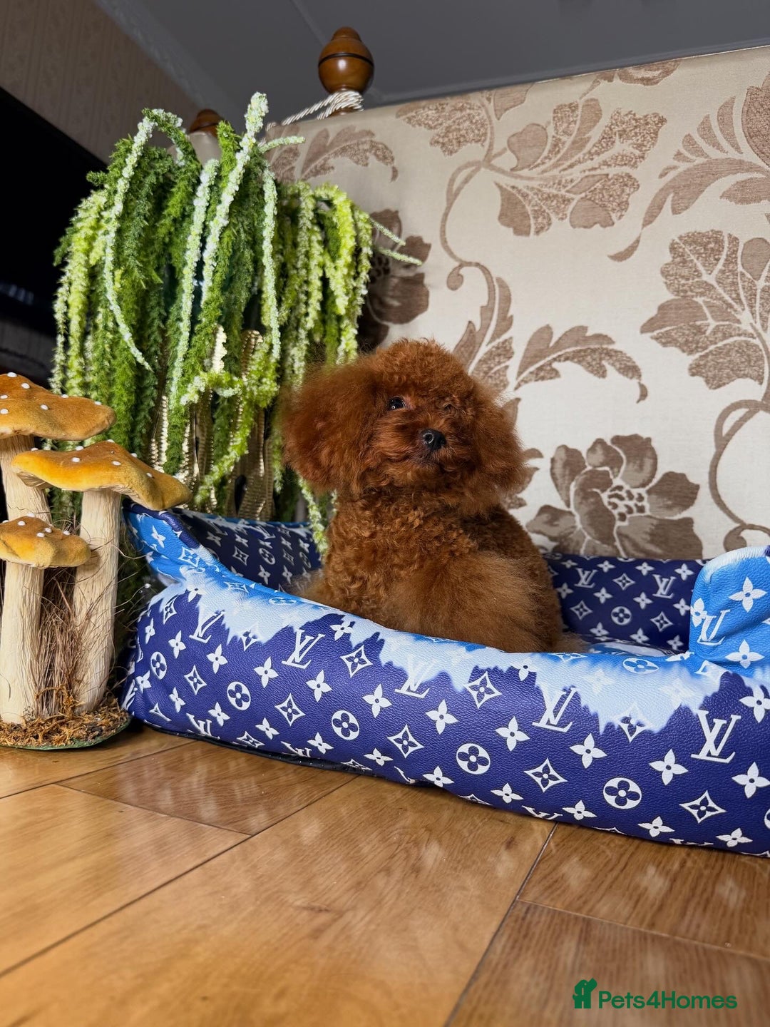 Toy Poodle dogs for sale: Asian micro poodle Boy - Image 17