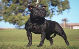 Staffordshire Bull Terrier dogs for sale: Black Adult female  - Image 5