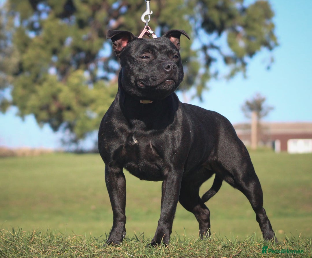Staffordshire Bull Terrier dogs for sale: Black Adult female  - Image 5