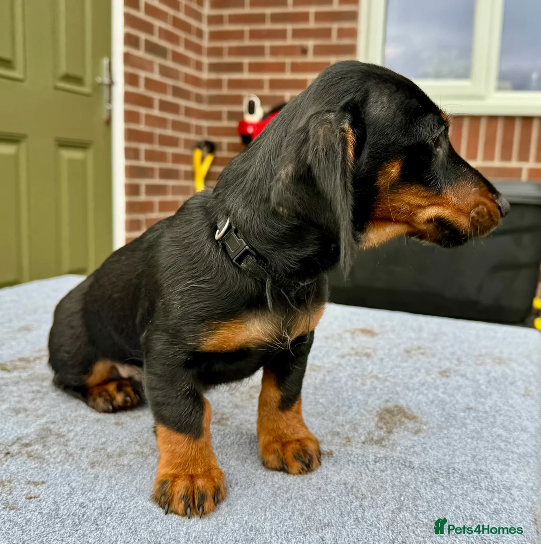 Dachshund dogs for sale: Dachshund puppies standard, wired-haired & smooth - Advert 28