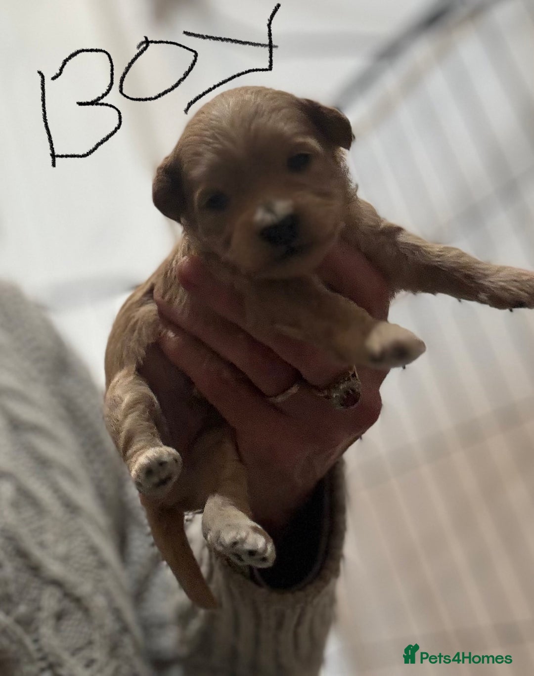 Maltipoo dogs for sale: Maltipoo pups  - Advert 7