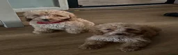 Cockapoo dogs for sale: F1 Cockerpoos  - Advert 1