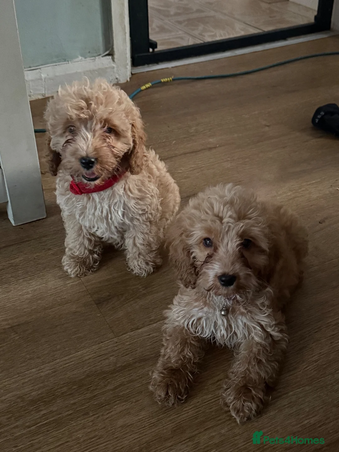 Cockapoo dogs for sale: F1 Cockerpoos  - Advert 1