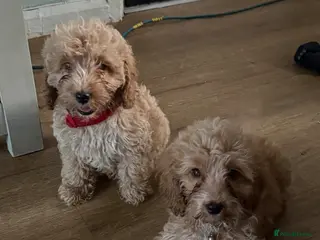 Cockapoo dogs F1 Cockerpoos - Advert 14