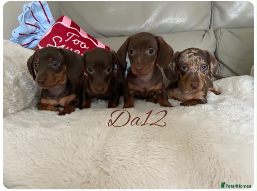 Miniature Dachshund dogs 4 True miniature dachshund boys  - Advert 5