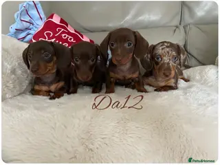Miniature Dachshund dogs 4 True miniature dachshund boys - Advert 1