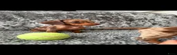 Dachshund dogs for sale: Miniature Dachshund - Advert 22