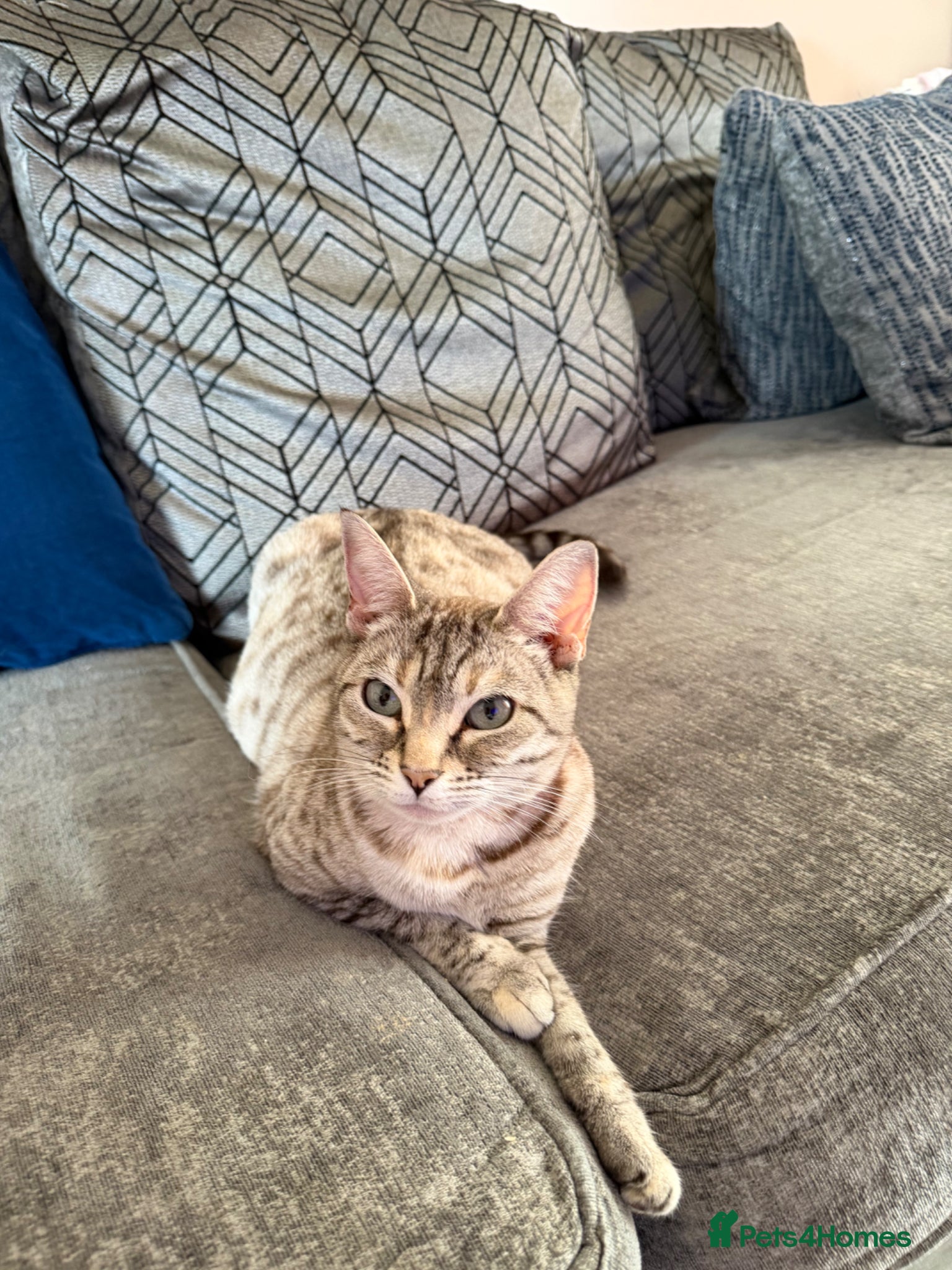 Bengal cats for sale: Beautiful Bengal Kitten❤️ - Advert 1