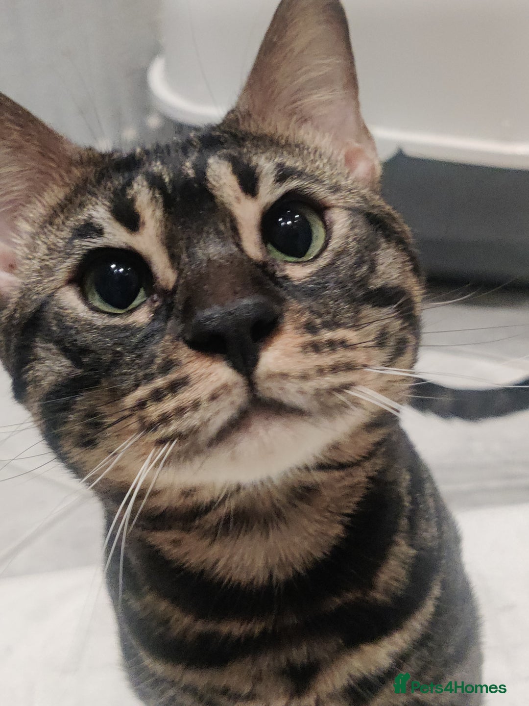 Bengal cats for stud: Charcoal brown bengal stud glitter coat  - Advert 2