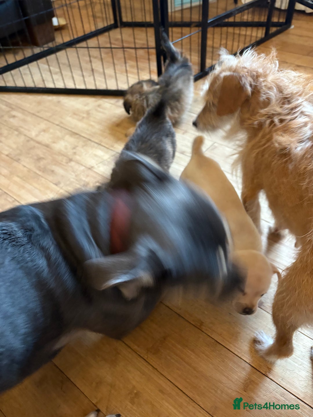 Mixed Breed dogs for sale: Fluffy Frenchie x Jackapoo  - Image 6