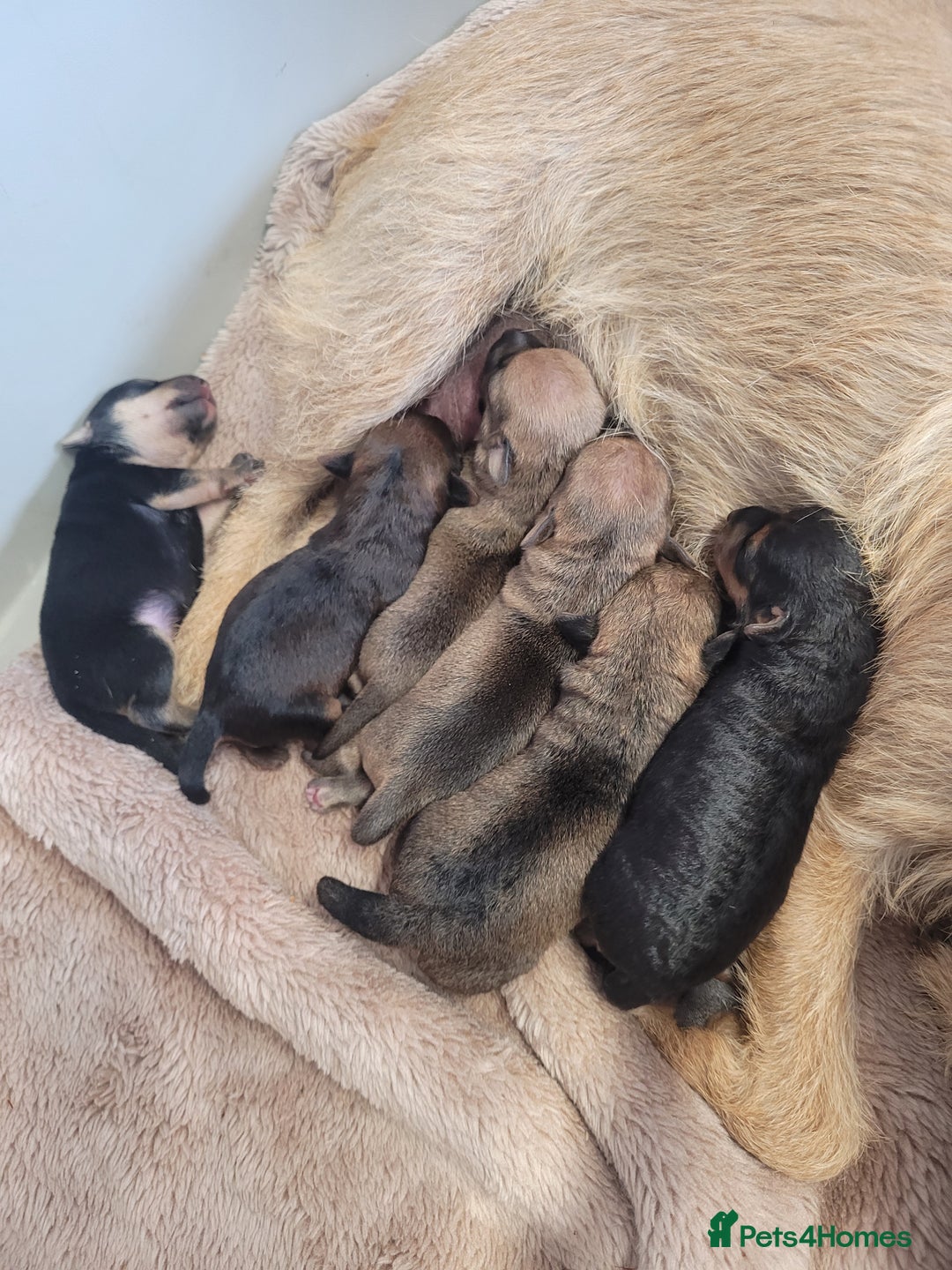 Patterdale Terrier dogs for sale: Patterdale pups - Image 8