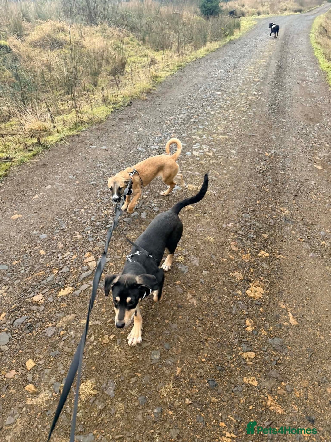 Mixed Breed dogs for adoption: Grinch 💕 - Advert 2