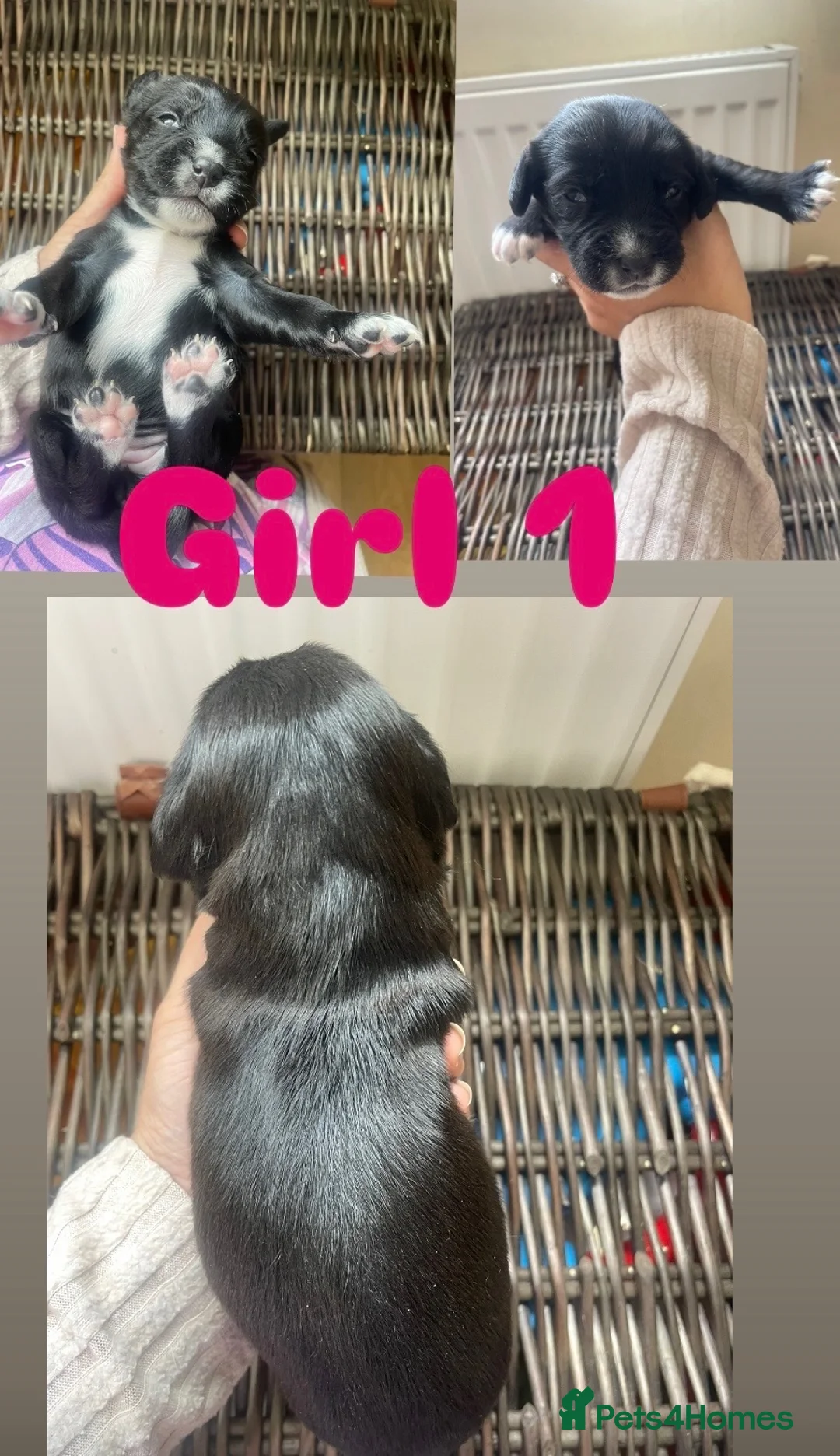 Sprocker dogs for sale: Gorgeous Sprocker spaniel puppies in Preston - Advert 1