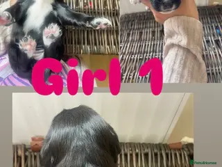 Sprocker dogs Gorgeous Sprocker spaniel puppies - Advert 2