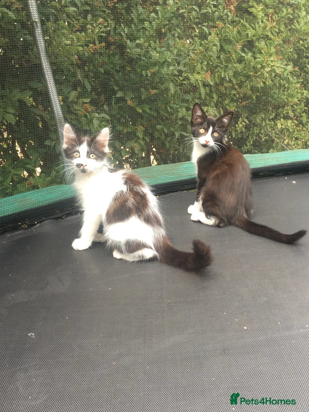 Mixed Breed cats for sale: kittens  in Retford - Advert 2