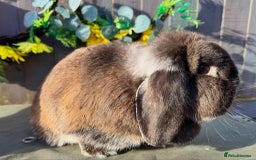 Mini Lop rabbits for sale: stunning adult female lop - Advert 2