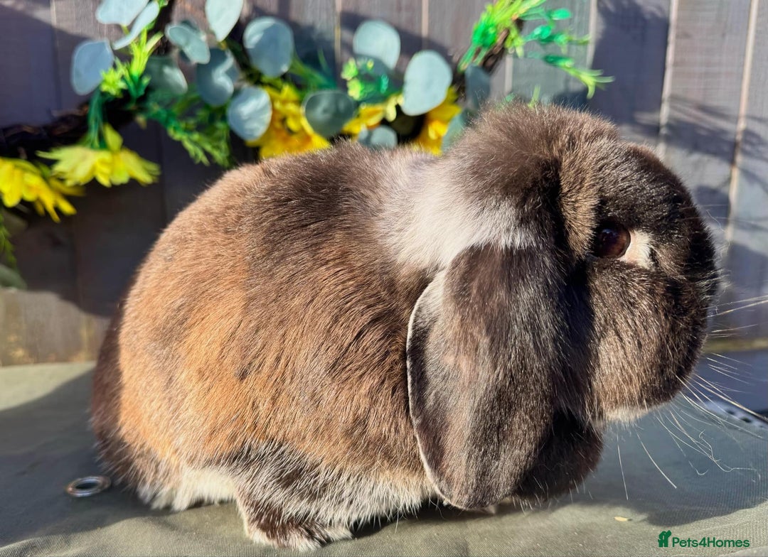 Mini Lop rabbits for sale: stunning adult female lop - Advert 2