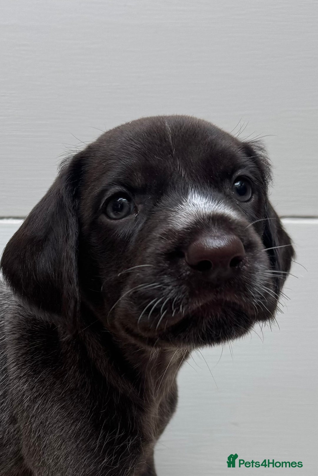 German Wirehaired Pointer dogs for sale: German Wire-haired Pointers of sale - Image 36