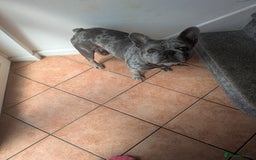 French Bulldog dogs for sale: French bulldog looking for new home - Image 3