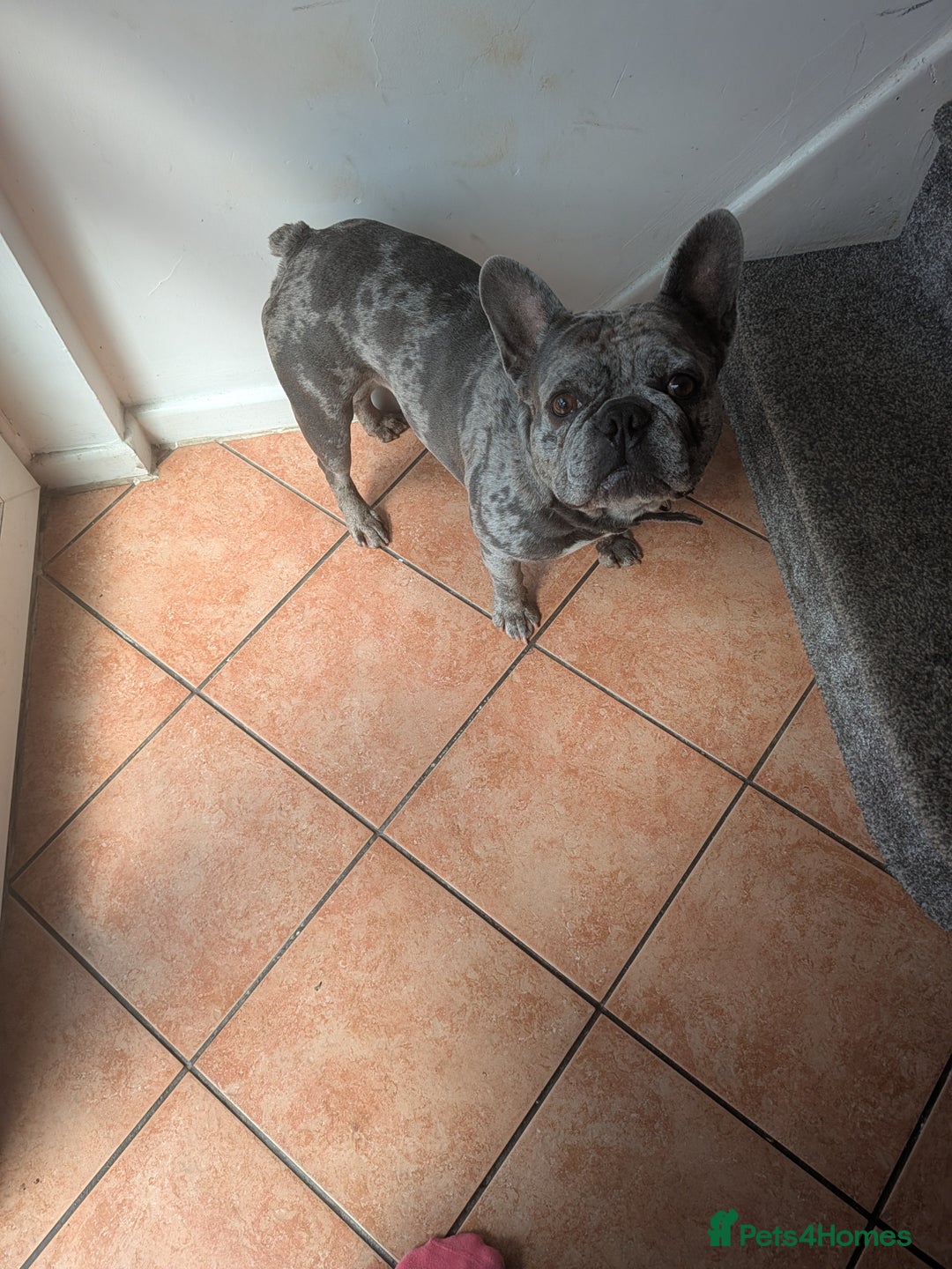 French Bulldog dogs for sale: French bulldog looking for new home - Image 3