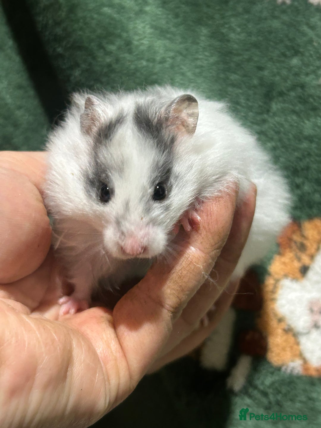 Hamster rodents for sale: Super Friendly Baby Hamsters  - Advert 4
