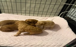 Cavapoo dogs for sale: Stunning F1B Cavapoo puppies  - Advert 5