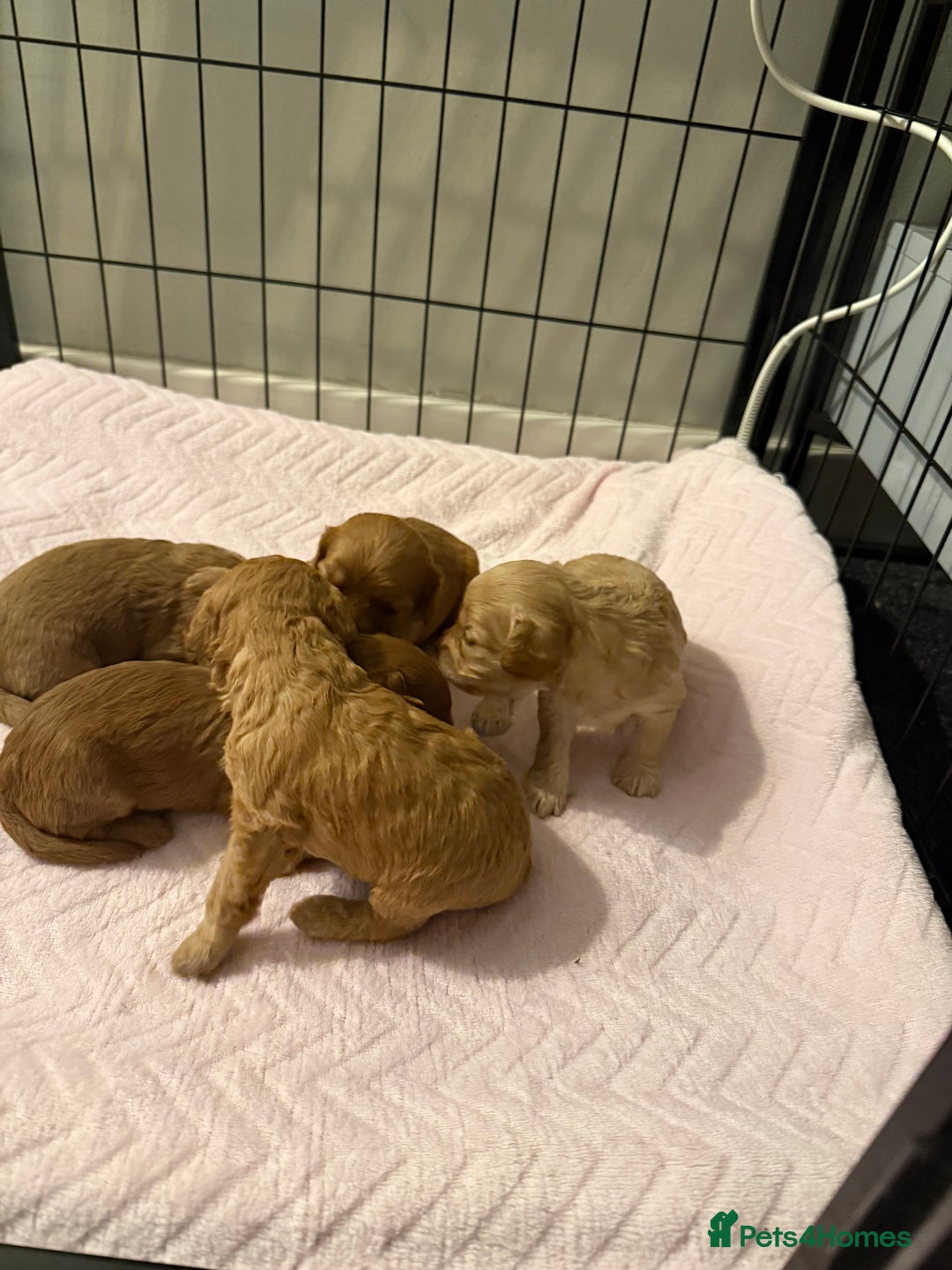 Cavapoo dogs for sale: Stunning F1B Cavapoo puppies  - Advert 5