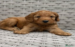 Cockapoo dogs for sale: 😍😍 F1 cockapoo puppies 😍😍 - Image 9