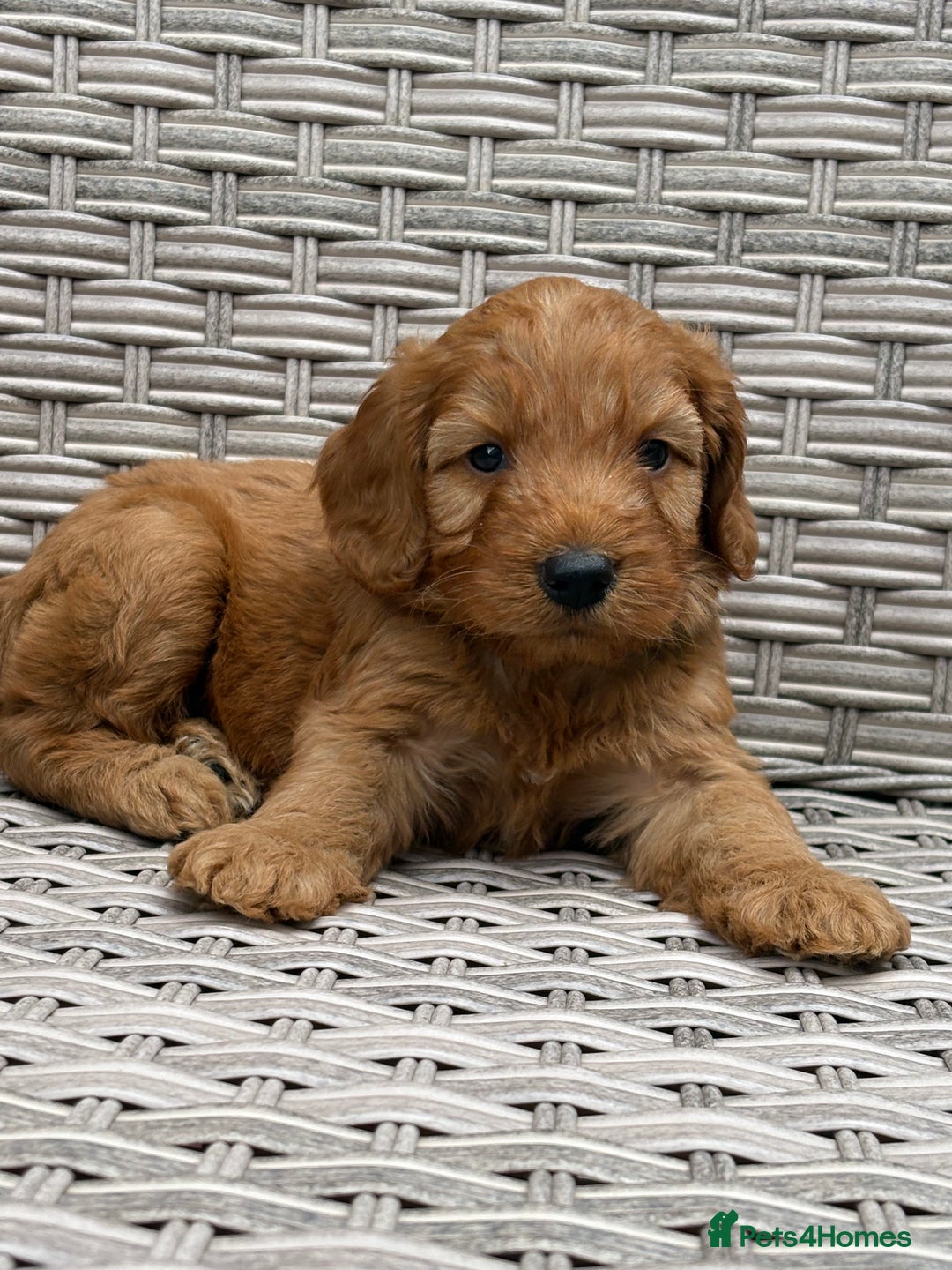 Cockapoo dogs for sale: 😍😍 F1 cockapoo puppies 😍😍 - Image 9