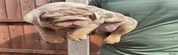 English Bulldog dogs for stud: SMOKEY 💨 for stud 💨 in Wigan - Advert 11