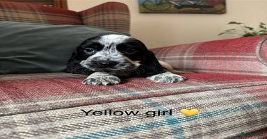 Cocker Spaniel dogs - Advert 13
