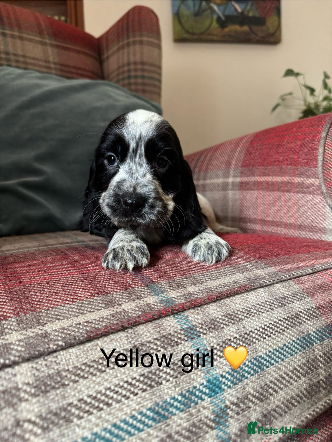 Cocker Spaniel dogs for sale: Health tested, show type, cocker spaniel puppies! - Image 3