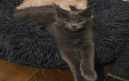 Maine Coon cats for sale: Maine coon pedigree kittens  - Image 2