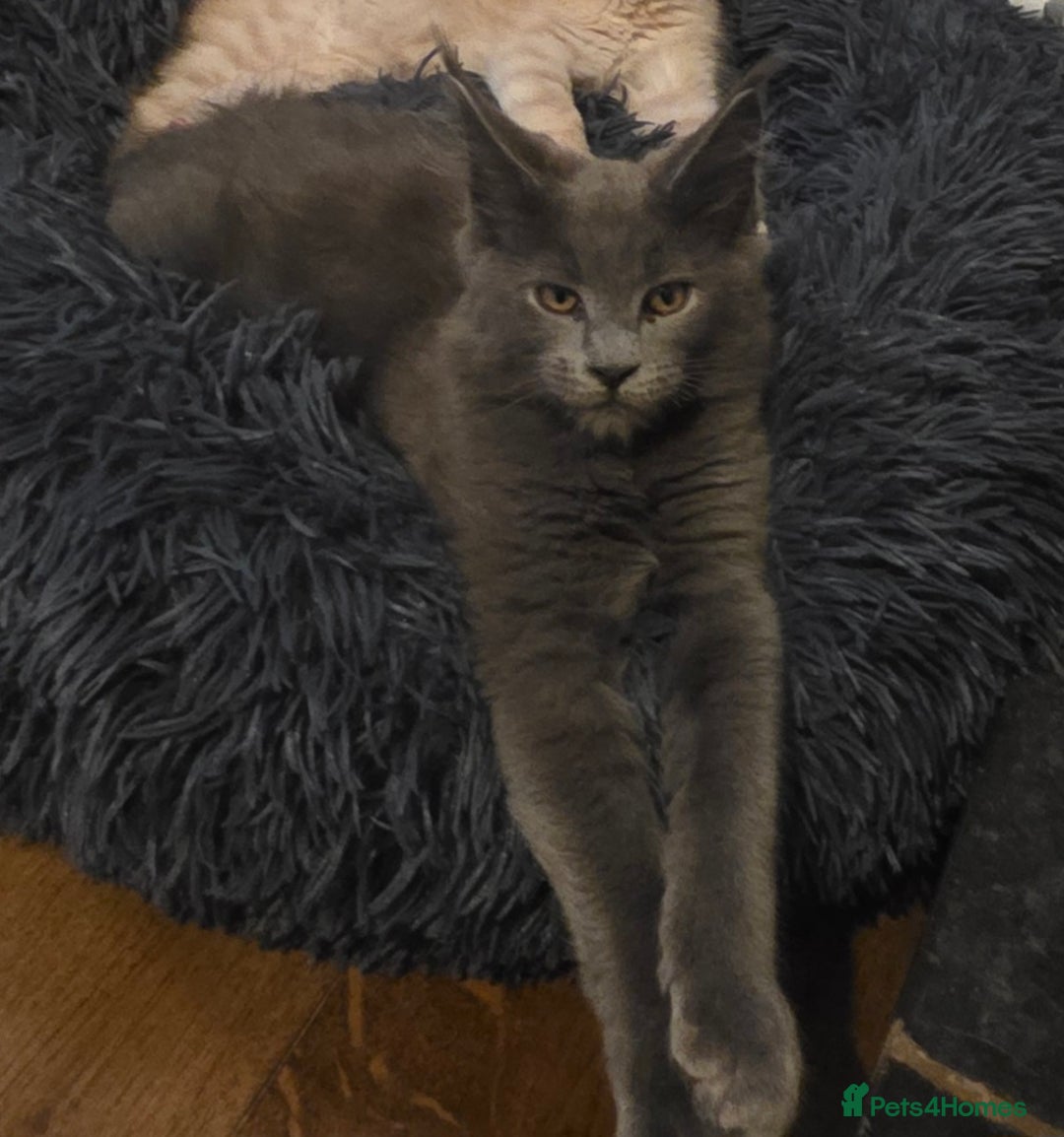 Maine Coon cats for sale: Maine coon pedigree kittens  - Image 2