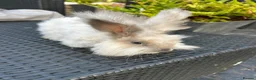 Angora rabbits for sale: Pure bred Angora bunnies £100 - Advert 9