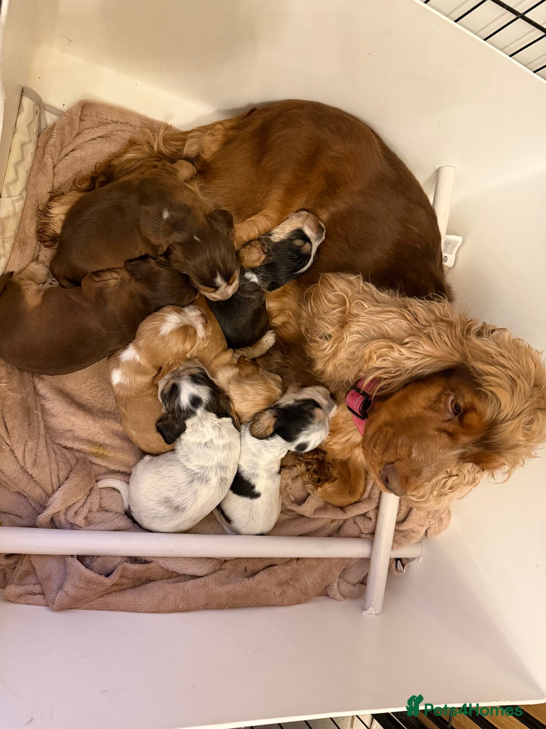 Cocker Spaniel dogs for sale: 🐶Rizi Bizi 🐶🐾 full pedigree show spaniels🐾  - Advert 9