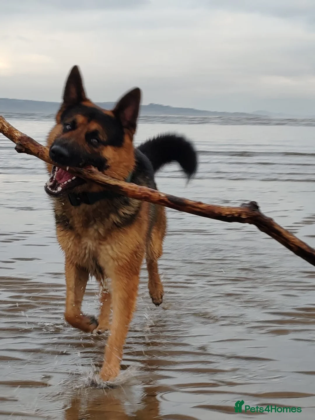 German Shepherd dogs for sale: German Shepard  in Edinburgh - Advert 7