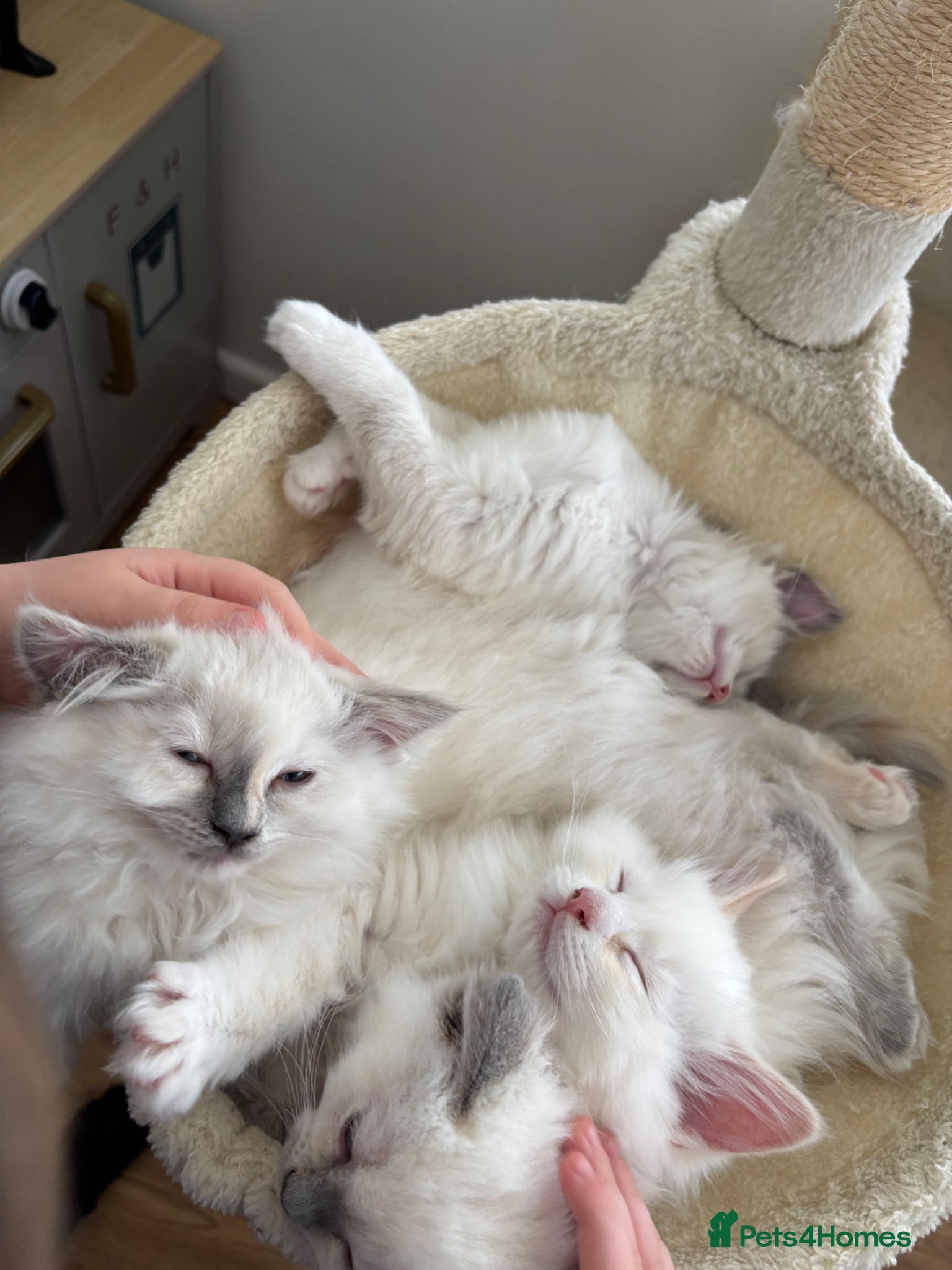Ragdoll cats 2 Ragdoll kittens left  - Advert 16