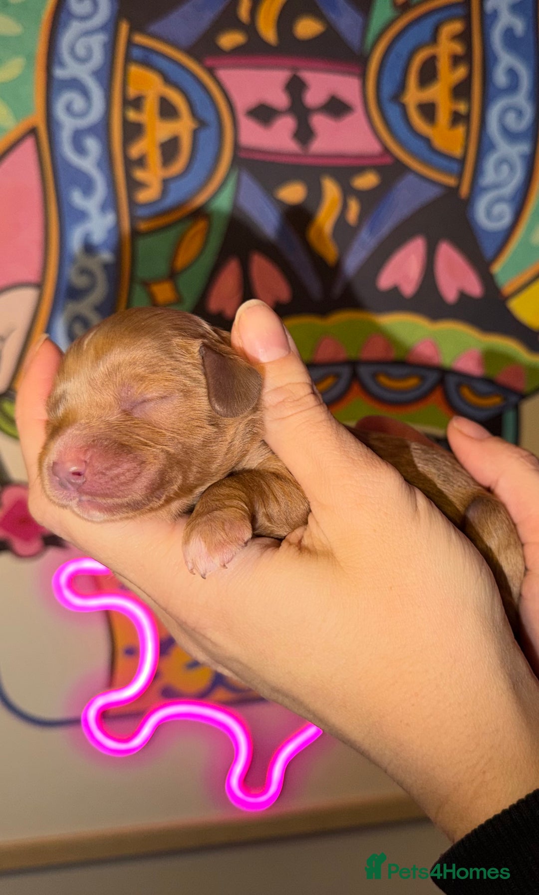 Cavapoo dogs for sale: 🐶 Beautiful Cavapoo Puppies – Ready 3rd March - Advert 5