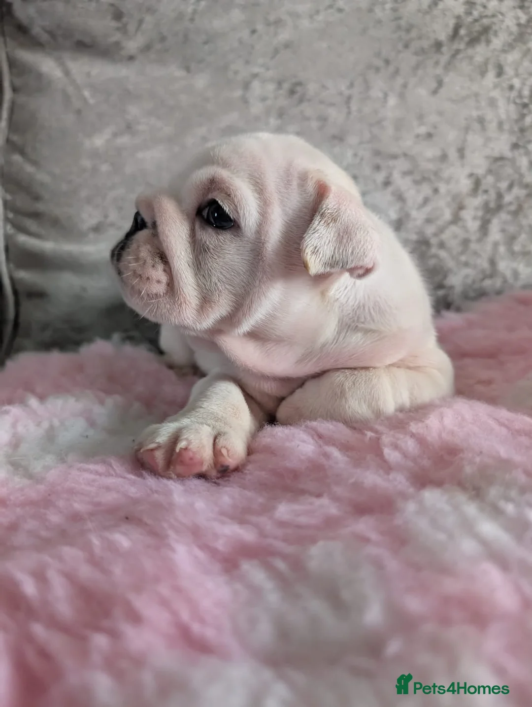 English Bulldog dogs for stud: Britishpride stud  in Manchester - Advert 21