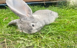 Continental Giant rabbits for sale: Continental Giant Female – 3 Months Old  - Image 6