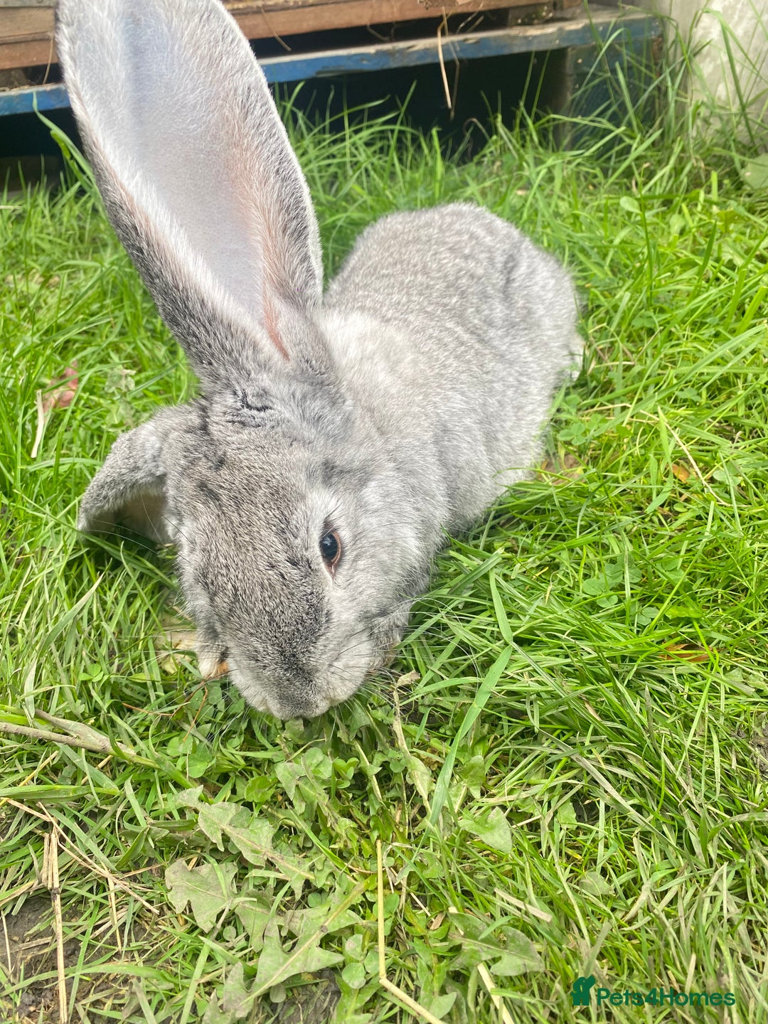 Continental Giant rabbits for sale: Continental Giant Female – 3 Months Old  - Image 6