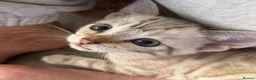 Bengal cats for sale: Stunning Cuddly Bengal Male Kitten - Blue Eyes  - Advert 4