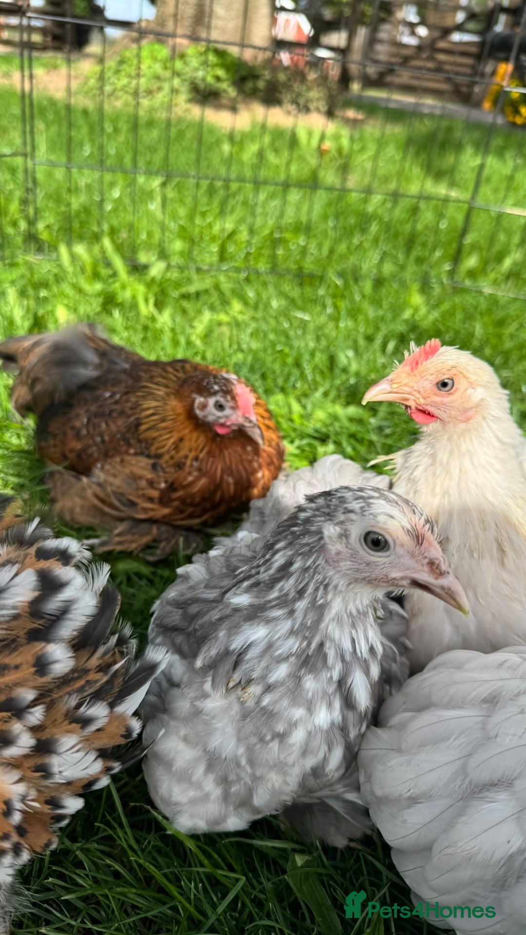 Chickens poultry Gorgeous Pekin chicks  - Advert 2