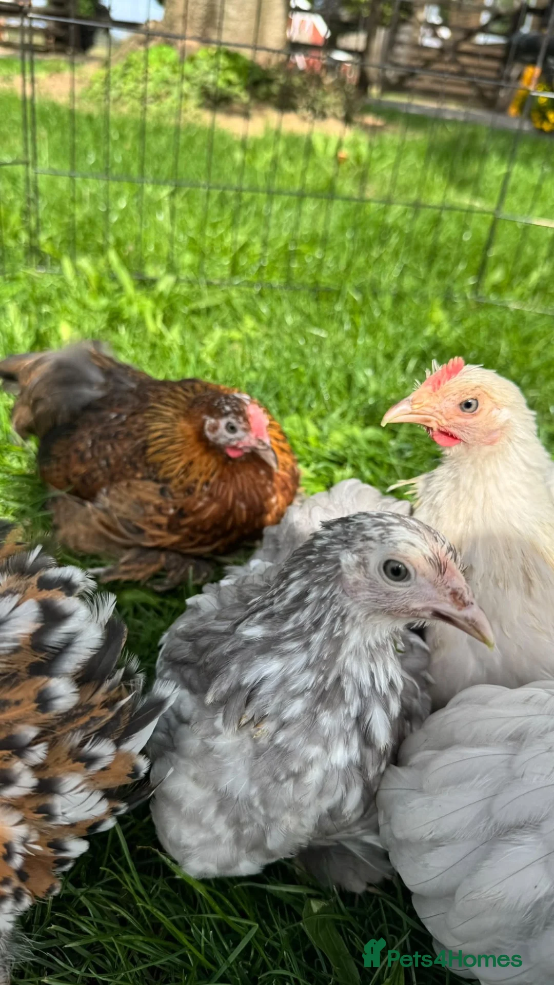 Chickens poultry for sale: Gorgeous Pekin chicks  - Advert 2