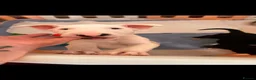 English Bull Terrier dogs for sale: Beautiful white chunky boy - Advert 7