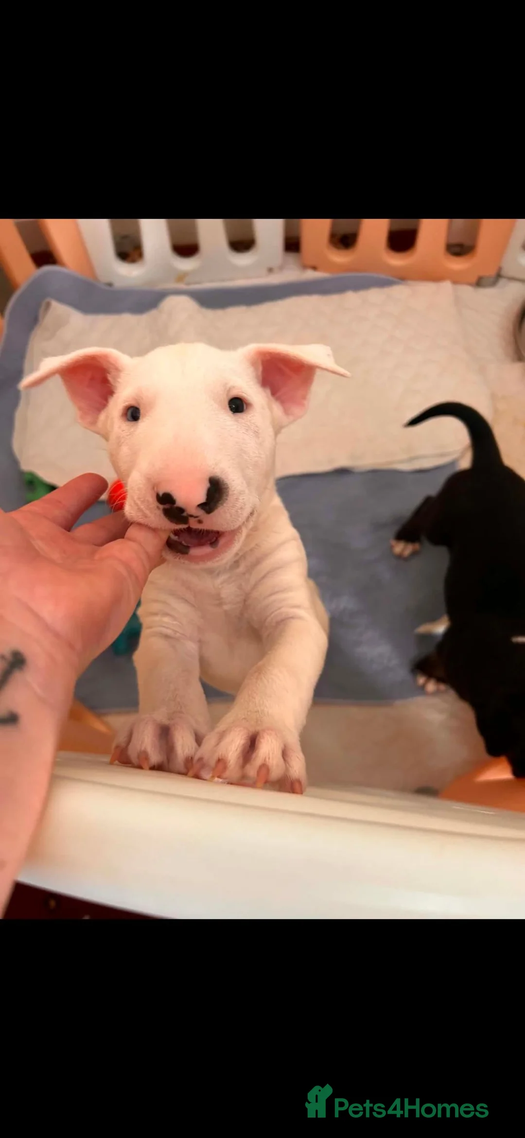 English Bull Terrier dogs for sale: Beautiful white chunky boy - Advert 7